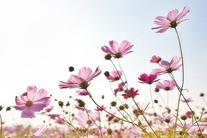 Best Plants for this summer